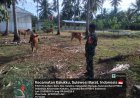 "Babinsa Koramil 1418-03/Kalukku Aktif Dukung Program Ketahanan Pangan di Lahan Korem Desa Beru-beru"