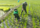 Dukung Ketahanan Pangan, Babinsa Pangiang Turun ke Sawah Bantu Petani Semprot Tanaman Padi