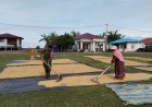 Babinsa Pangiang Dampingi Petani Jemur Padi untuk Jaga Kualitas Hasil Panen