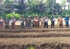 Babinsa Desa Polewali Dampingi Tanam Serentak, Perkuat Ketahanan Pangan dan Dukung Kesejahteraan Petani