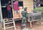 Selalu Hadir untuk Rakyat, Babinsa kodim Mamasa Renovasi Rumah Warga