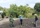 Hadir Di Tengah Petani Cabai, Babinsa Koramil 1401-01/Banggae Jadi Pelopor Ketahanan Pangan di Wilayah Binaan