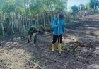 Tanam Jagung Bersama Petani, Babinsa Koramil 1401-03/Sendana Jadi Pelopor Ketahanan Pangan di Wilayah Binaan