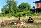 Gotong Royong Bersama Petani Bawang Merah, Babinsa Koramil 1401-01/Banggae Pimpin Pemasangan Pipa