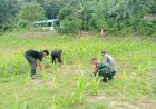 Jadi Pelopor Ketahanan Pangan, Babinsa Koramil 1401-03/Sendana Bersama Petani Bersihkan Gulma di Kebun Jagung