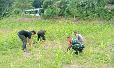 Jadi Pelopor Ketahanan Pangan, Babinsa Koramil 1401-03/Sendana Bersama Petani Bersihkan Gulma di Kebun Jagung